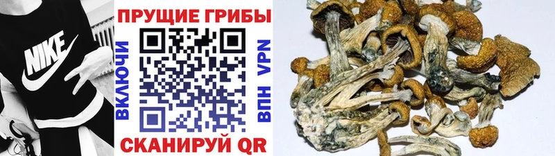 где купить наркоту  Пикалёво  Галлюциногенные грибы мухоморы 